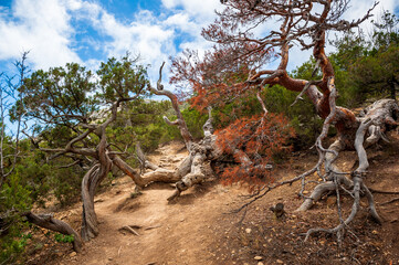 Tree in the desert mountains