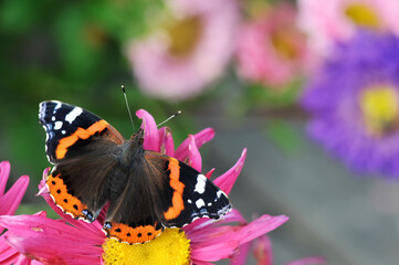 Closeup of Vanessa atalanta, the Red Admiral butterfly on garden flower
