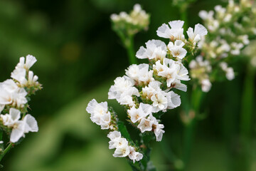 Beautiful white summer spring flowers in garden
