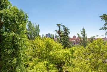 Fototapeta na wymiar Views of the Madrid skyline among the lush vegetation of a park