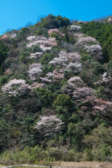 耶馬溪の山に咲くヤマザクラ