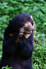 愛きょうのあるしぐさで動物園でも人気のある、東南アジアの熱帯雨林に住むマレーグマ