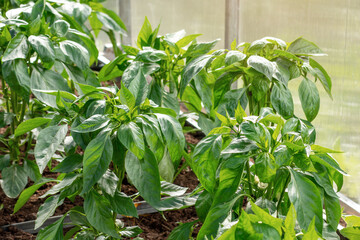 Green pepper seedling in greenhouse in summer