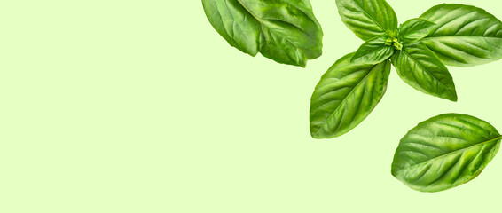 Food levitation concept. Fresh green organic basil leaves flying on green background. Basil leaves isolated. Ingredient, spice for cooking. Creative layout with basil, fragrant spicy plant