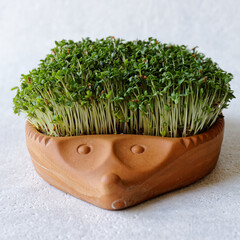Garden cress plant (Lepidium sativum) in decorative clay hedgehog shape pot. © Fotema