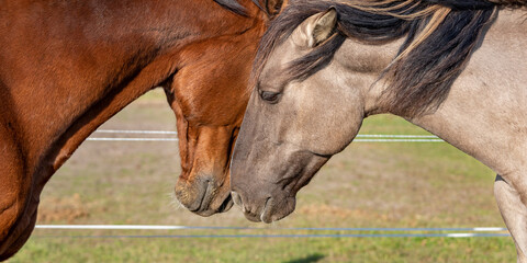 Two horses heads touching. Horses friendship and love behavior interaction.