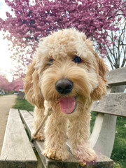 Doodle mit Kirschblüten