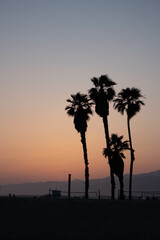 Palm tree sunset