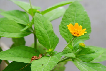 Decorative flowers planted in the garden