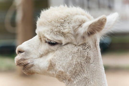 White Alpaca On A Farm On Martha's Vineyard Massachusetts.