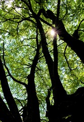 Schwebende Wurzeln Alter Buchen