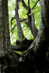 Schwebende Wurzeln Alter Buchen