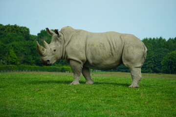 Fototapeta premium White rhinoceros