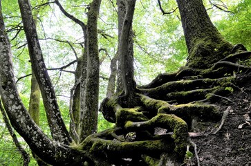 Schwebende Wurzeln Alter Buchen