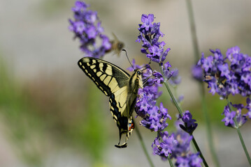 Old World Swallowtail or common yellow swallowtail (Papilio machaon) sitting on lavender in Zurich, Switzerland