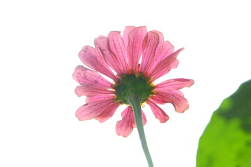 Decorative flowers planted in the garden