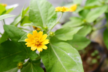Decorative flowers planted in the garden