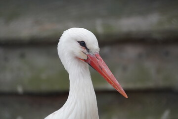White stork