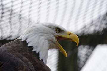 Bald eagle