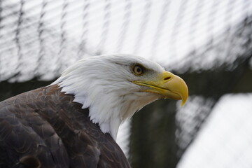 Bald eagle