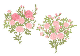Obraz na płótnie Canvas Rose flowers on branches. Clip art, set of elements for design Vector illustration. In botanical style Isolated on white background.