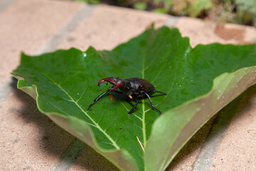 Beetle-deer crawling on green leaf
