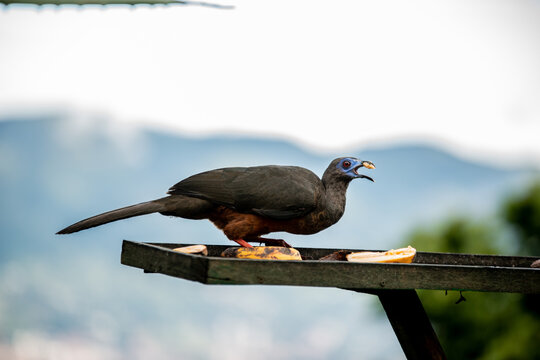 Big Pava Bird Eating Colombian Bird