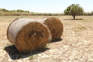 bale of hay on a dry field  with a tree in back