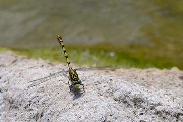 yellow and black dragonfly