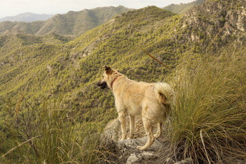 Fototapeta na wymiar Dog on a rock looking at the view of the seaside from the mountains