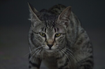 close up portrait of a cat