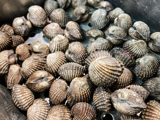 Fresh cockles in the market. Raw and unpeeled blood cockles. 