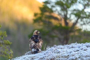 Golden eagle (Aquila chrysaetos) with prey on frosty ground in Trøndelag, Norway
