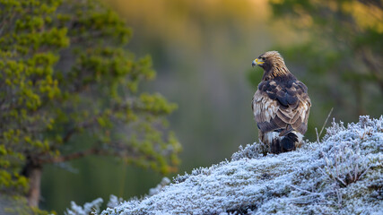 Golden eagle (Aquila chrysaetos) with prey on frosty ground in Trøndelag, Norway