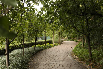 Fototapeta na wymiar Curved path in a park with trees and plantation