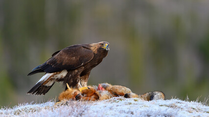 Golden eagle (Aquila chrysaetos) with prey on frosty ground in Trøndelag, Norway