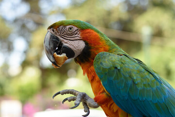Obraz premium A funny giant parrot eats a piece of greek koulouri bread with sesame seeds. Close-up picture. Selective focus. Exotic brazilian bird. Macaw Ara ararauna portait