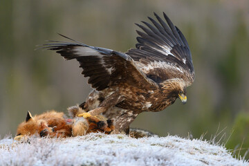 Golden eagle (Aquila chrysaetos) with prey on frosty ground in Trøndelag, Norway