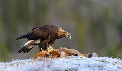 Golden eagle (Aquila chrysaetos) with prey on frosty ground in Trøndelag, Norway