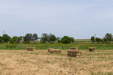 Fototapeta premium Haystack or hay straw. Mowed dry grass (hay) in stack on farm field. Hay pile stack farmer mowed for animal feeding. Bale of hay harvest.