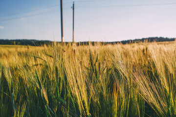 Fototapeta premium wheat field at sunset, barley ears, cereal crops, rural harvest, farming