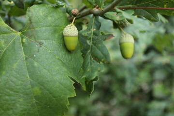 Green Oak fruit hanging of branch of the tree
