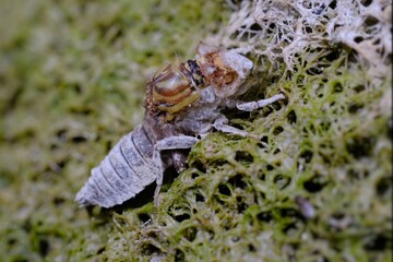 beginning dragonfly metamorphosis