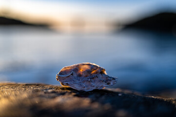 Shell on the rock!