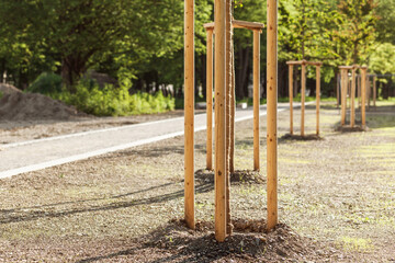 Seedling Trees planted and tied to pegs in city park. Young trees with Protective Support. Landscaping City concept.