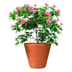 3D Rendering Hibiscus Plant on White
