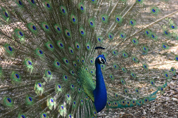 Obraz premium PEACOCK FEATHERS FACES FANS AND FAMILY