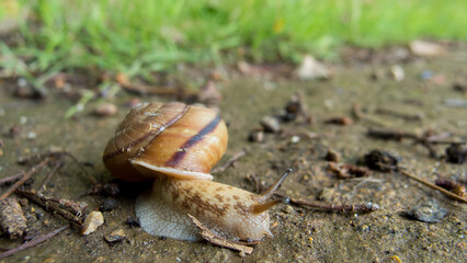 雨の日に公園にいる小さいカタツムリの姿