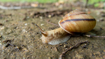 雨の日に公園にいる小さいカタツムリの姿