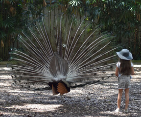 PEACOCK FEATHERS FACES FANS AND FAMILY